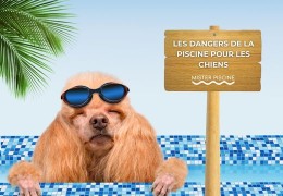 Chiens et piscines : les dangers et les solutions pour une baignade en toute sécurité