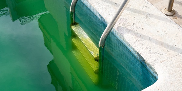 Comment empêcher les algues de proliférer dans ma piscine ?